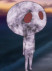 Gambar Umibouzu
